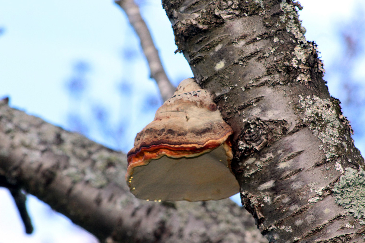 Photo by Andrew Dodd Fomitopsis pinicola by Andrew Dodd
